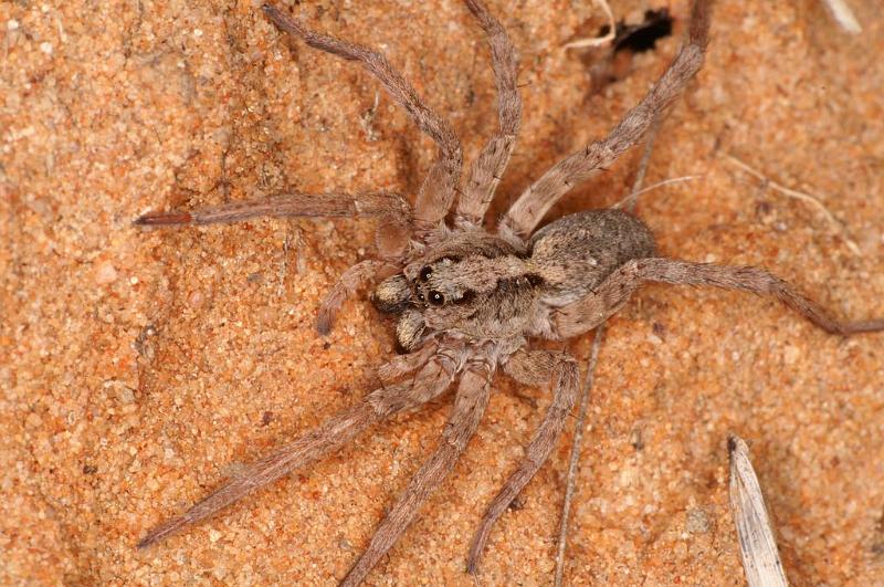 Lycosa_ZZ567_D7186_Z_90_Kidmans camp_Australie.jpg